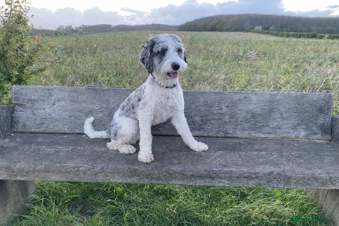 Cockapoo dogs for sale: Loving Home Wanted for Monty – 20 Month Cockapoo - Advert 1