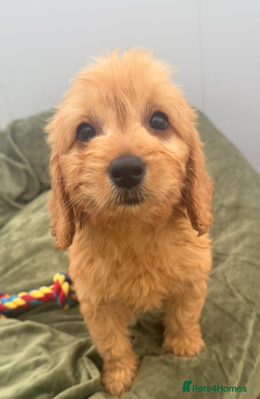 Goldendoodle dogs for sale: Healthy waggy happy puppies  - Image 11