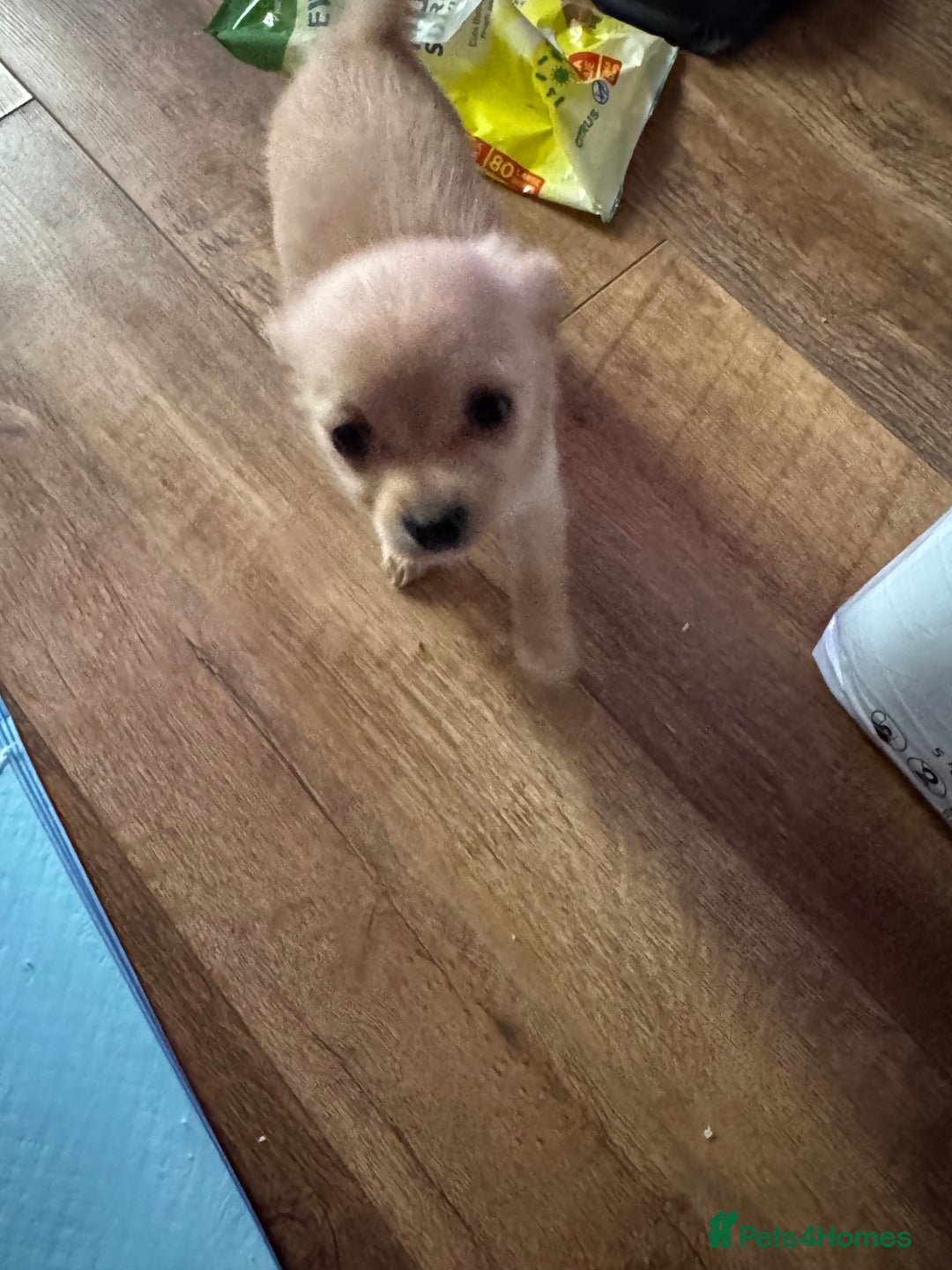 Chihuahua dogs for sale: chocolate boy black n tan boy creamish girl  - Advert 16