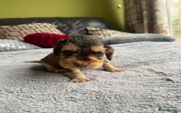 Cocker Spaniel dogs for sale: KC Show Cockers - 1 Girl , 3 Boys remaining! - Image 12
