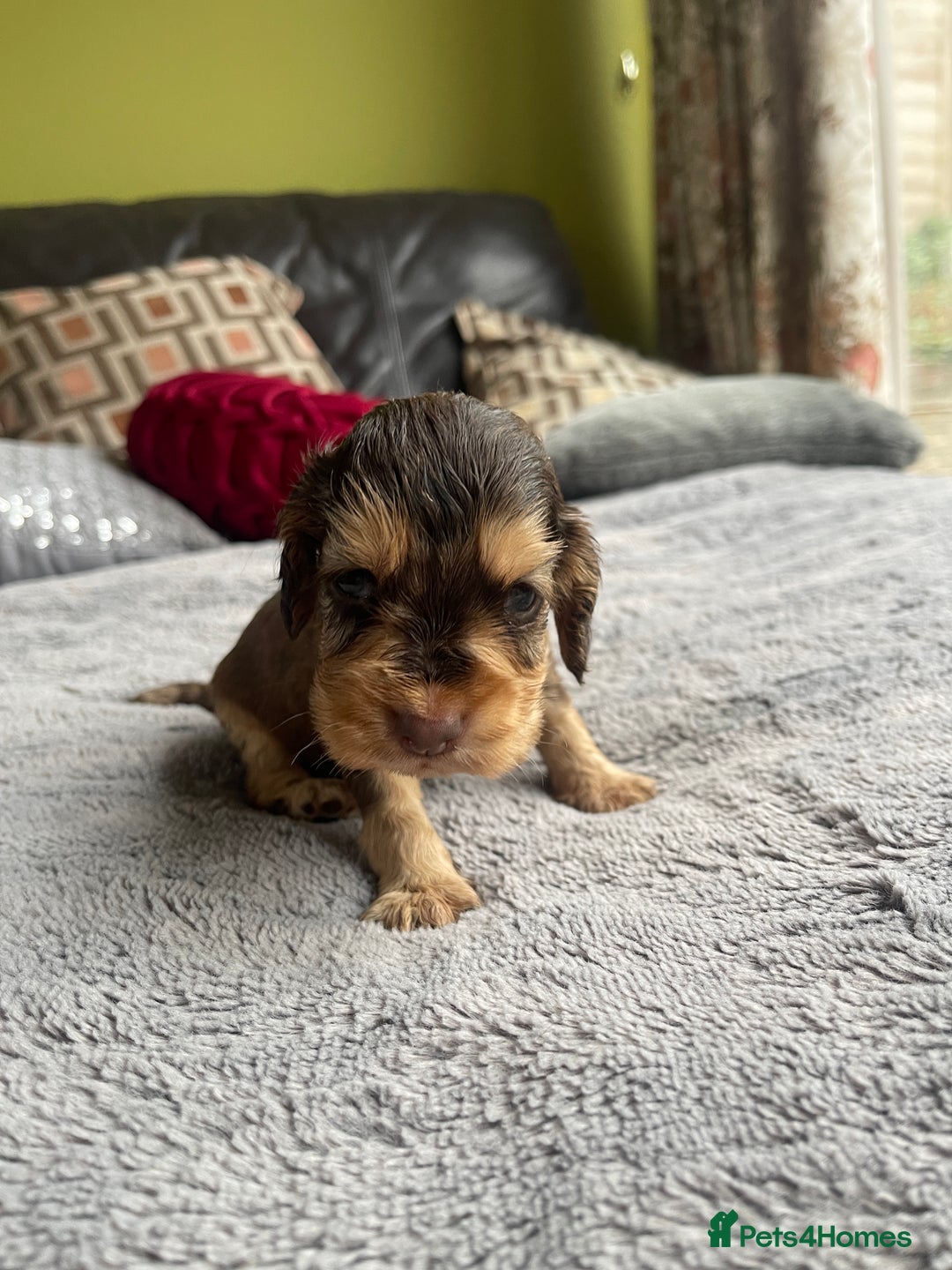 Cocker Spaniel dogs for sale: KC Show Cockers - 1 Girl , 3 Boys remaining! - Image 12