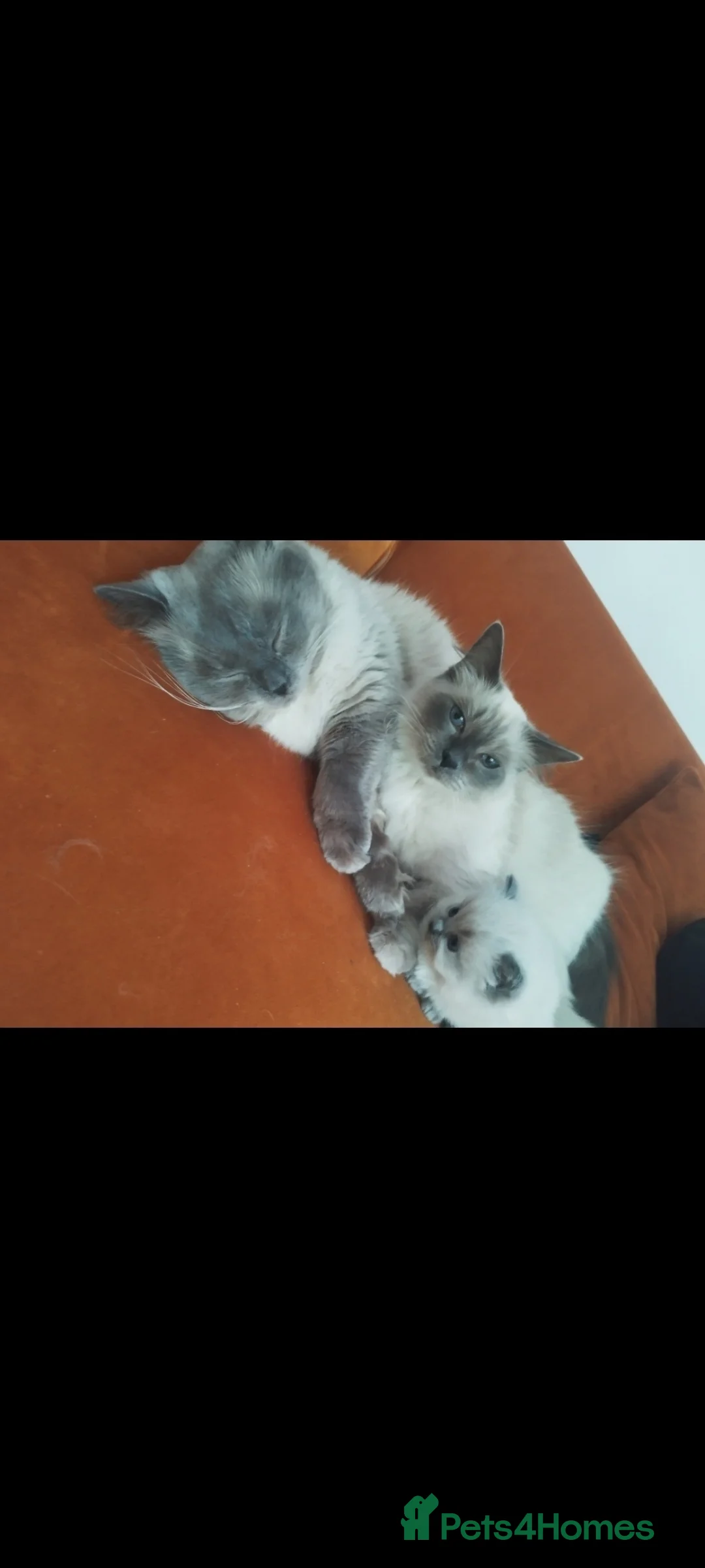 Ragdoll cats for sale: Ragdoll kittens  in London - Advert 7