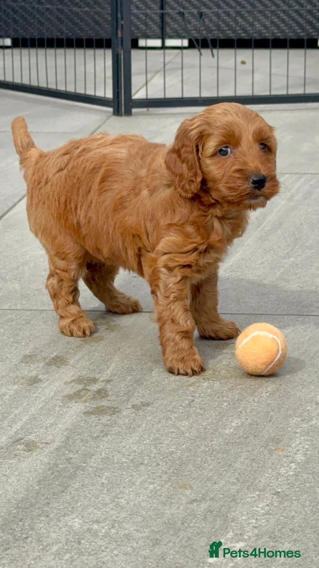 Cavapoo dogs for sale: Cavapoo Puppy in Macclesfield - Advert 1