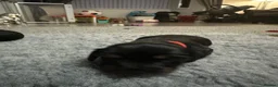 Miniature Dachshund dogs for sale: Longhaired miniature dachshund  - Advert 8