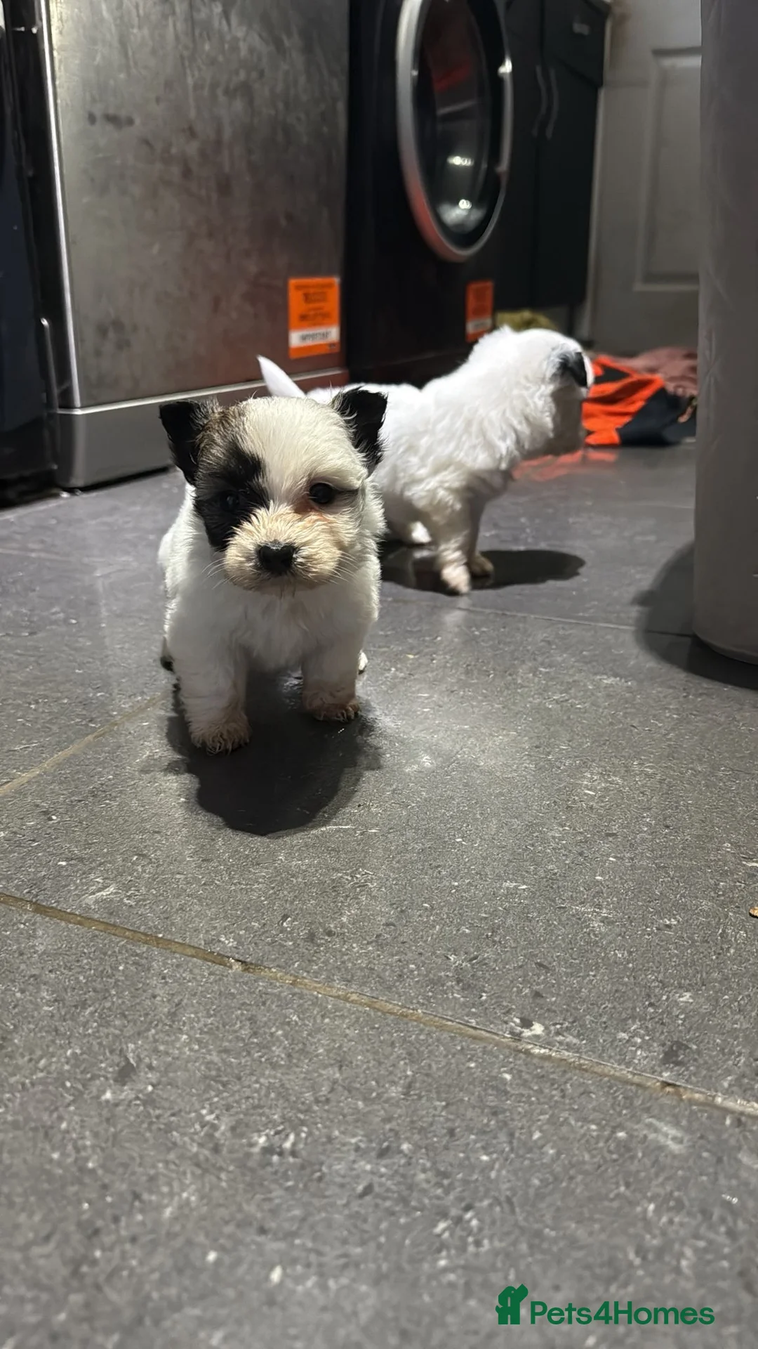 Morkie dogs for sale: 3 beautiful morkies looking for forever home  - Advert 2