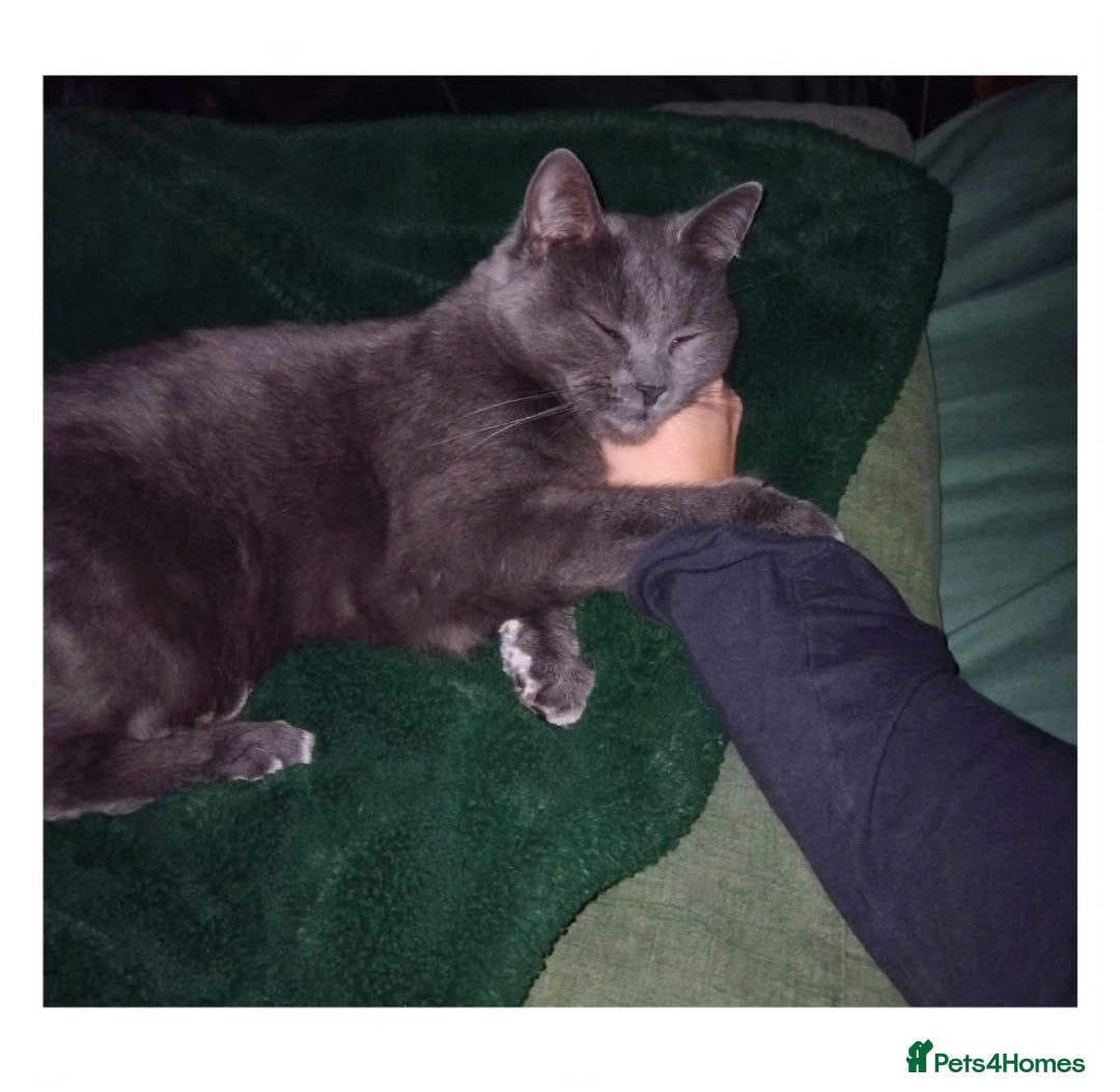 British Shorthair cats for sale: Kitten for sale  - Advert 5