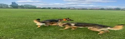 German Shepherd dogs for stud: Simba in Doncaster - Advert 9