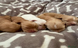 Cocker Spaniel dogs for sale: 🐾⭐️Exceptional ShowType Cocker Spaniel Puppys🐾⭐️ - Image 5