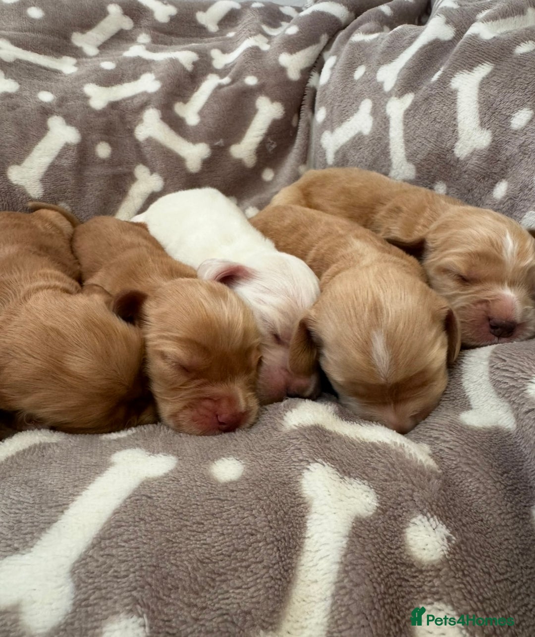 Cocker Spaniel dogs for sale: 🐾⭐️Exceptional ShowType Cocker Spaniel Puppys🐾⭐️ - Image 5