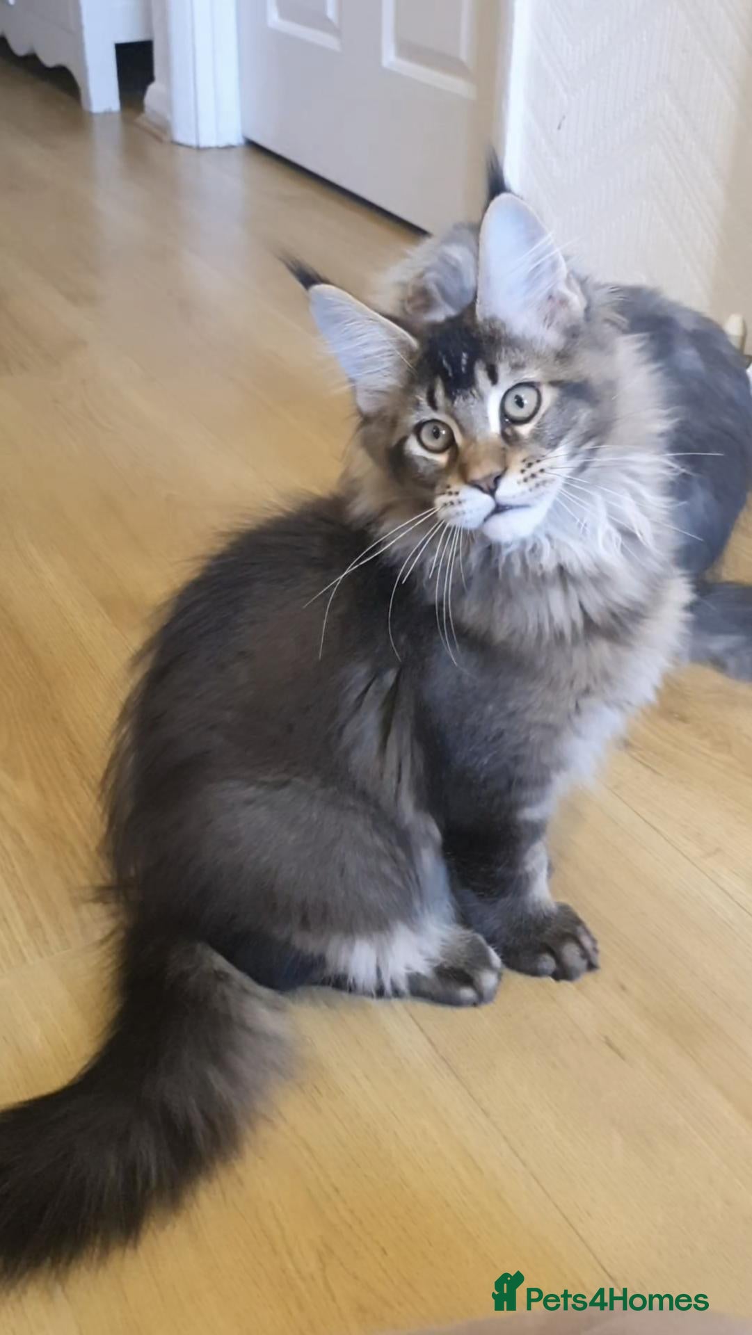 Maine Coon cats pure maine coon kittens - Advert 2