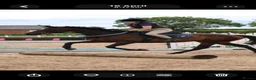 English Thoroughbred horses for sale: Sienna - 15.2hh, 10yo TB MARE in Corby - Advert 22