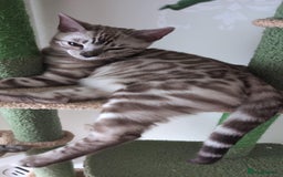 Bengal cats for sale: TICA REG 💕 2 Beautiful bengal boys  - Image 6