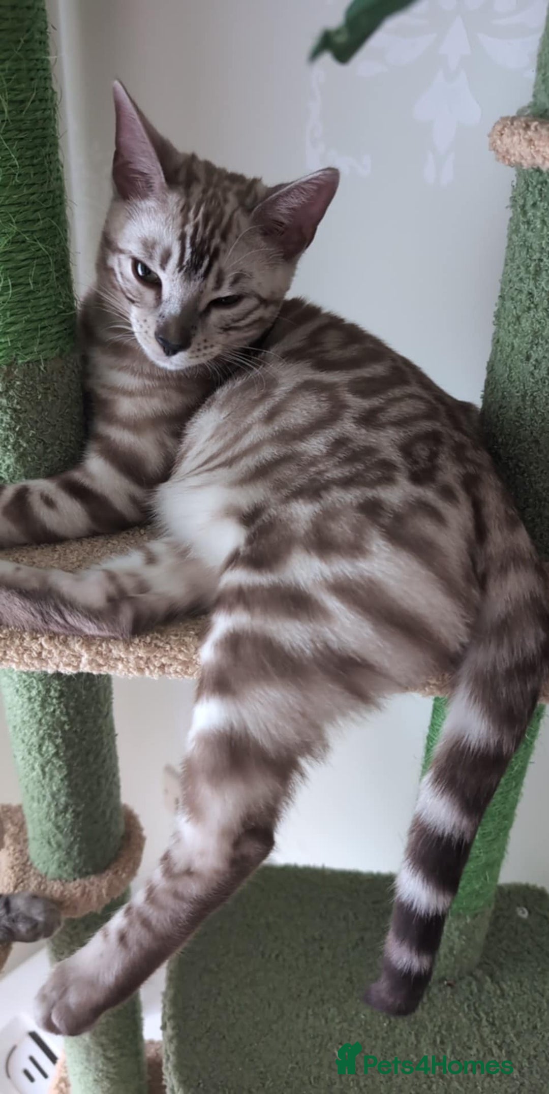 Bengal cats for sale: TICA REG 💕 2 Beautiful bengal boys  - Image 6
