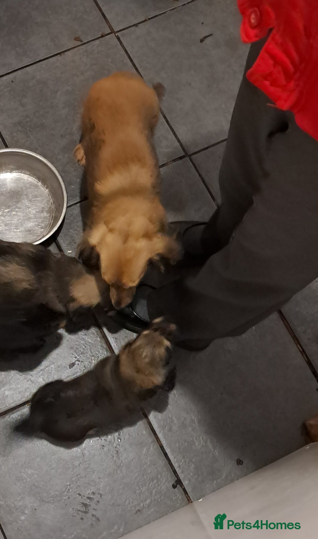 Miniature Dachshund dogs for sale: Minature long haired daschunds  - Advert 10