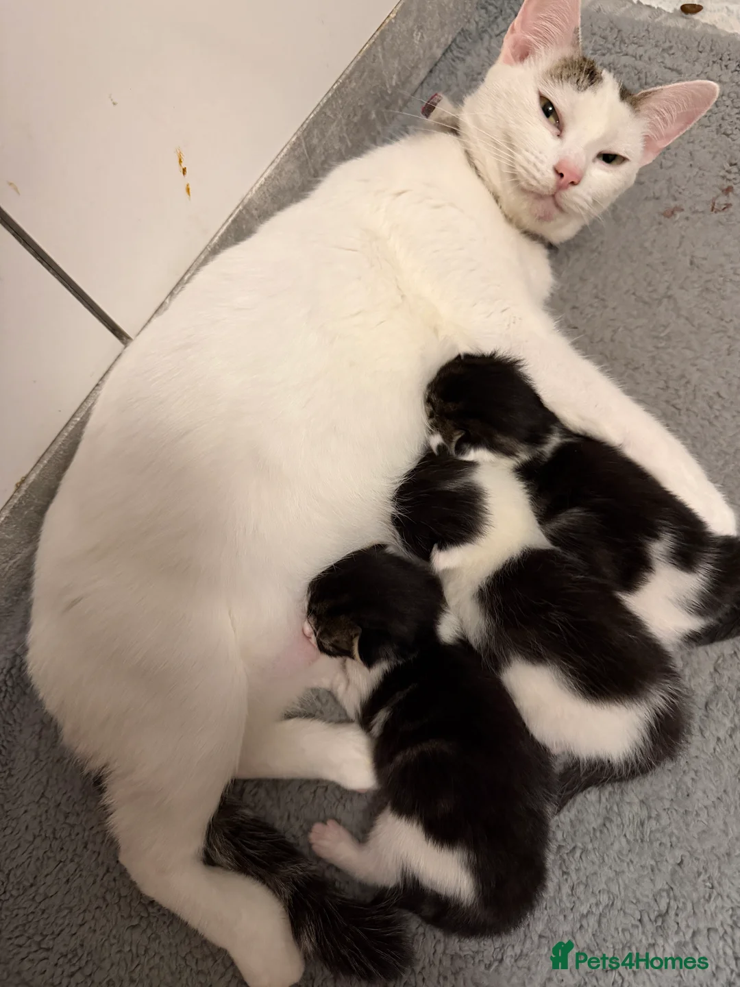 Mixed Breed cats for sale: Three lovely kittens  - Advert 3