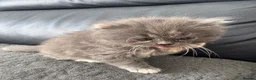 Mixed Breed cats for sale: Persian Maine Coone Kittens 6 Weeks Old in Harrow - Advert 4