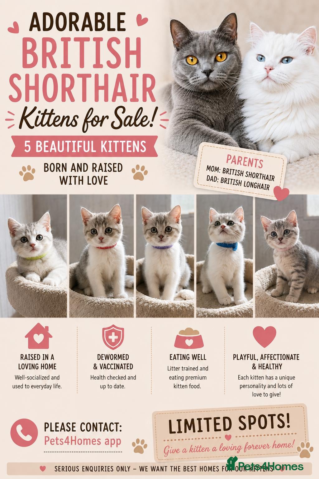 British Shorthair cats British shorthair kittens - Advert 1