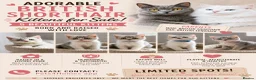 British Shorthair cats for sale: British shorthair kittens - Advert 1