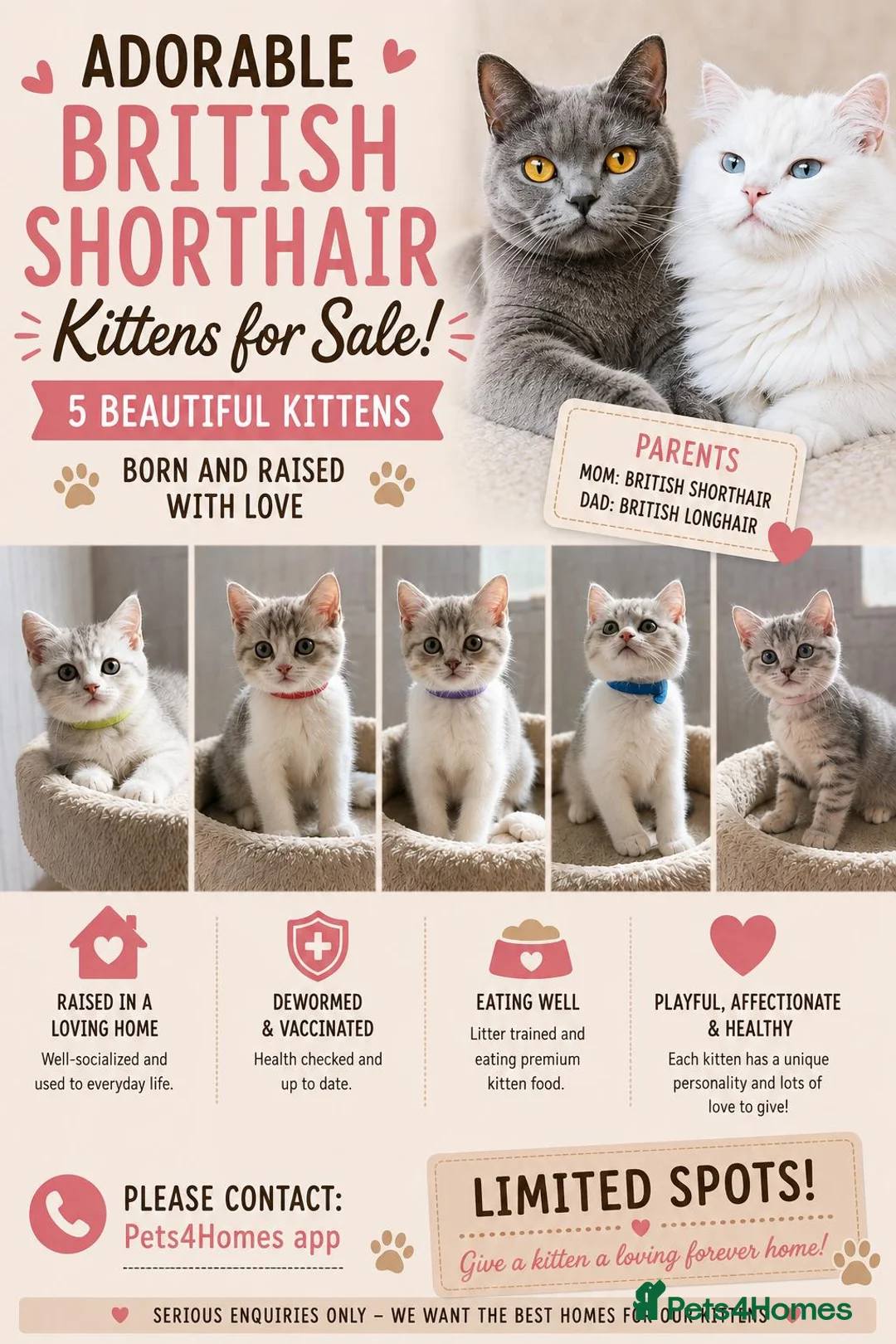 British Shorthair cats for sale: British shorthair kittens - Advert 1
