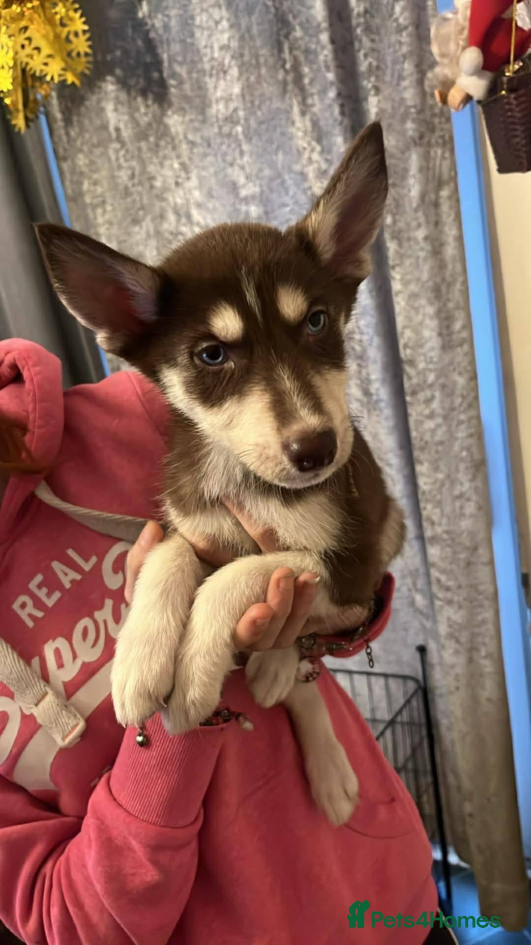 Mixed Breed dogs for sale: 4 males 1 female german sheperd x husky - Advert 4