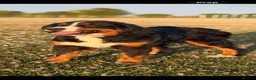 Bernese Mountain Dog dogs for sale: The Most beautiful babies Bernese. - Advert 10