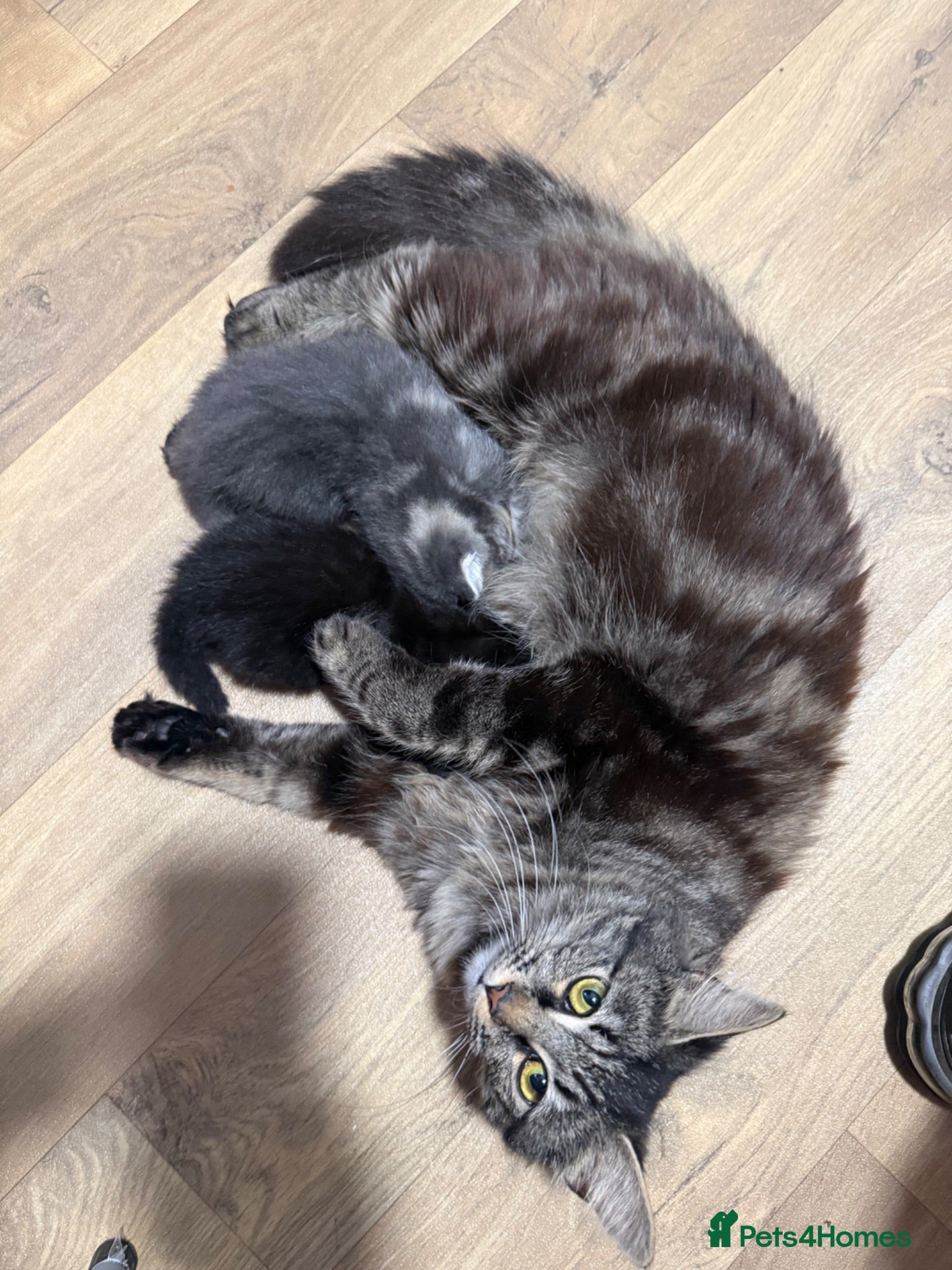 Mixed Breed cats Main coons ready for new home  - Advert 3