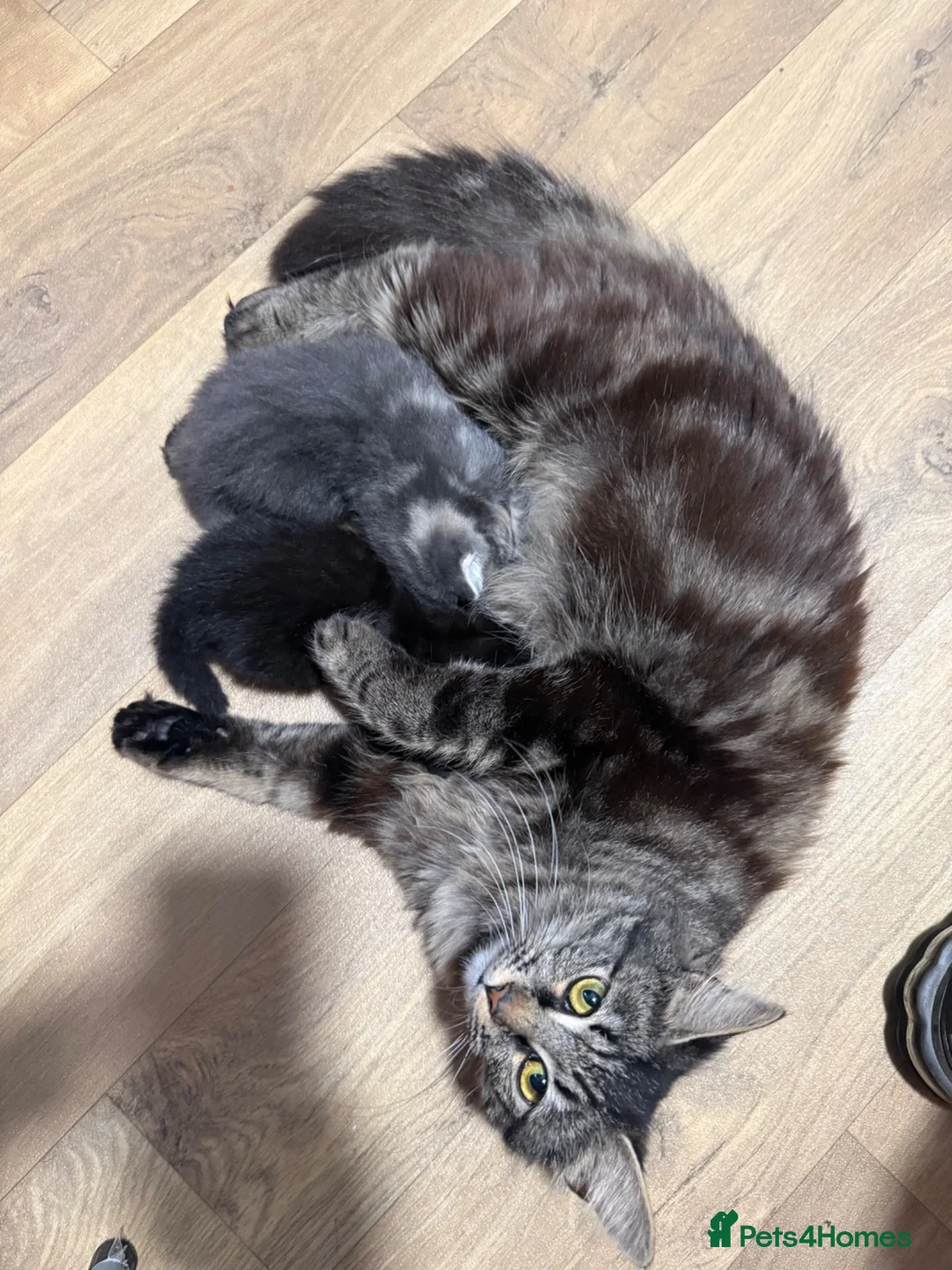 Mixed Breed cats for sale: Main coons ready for new home  - Advert 1