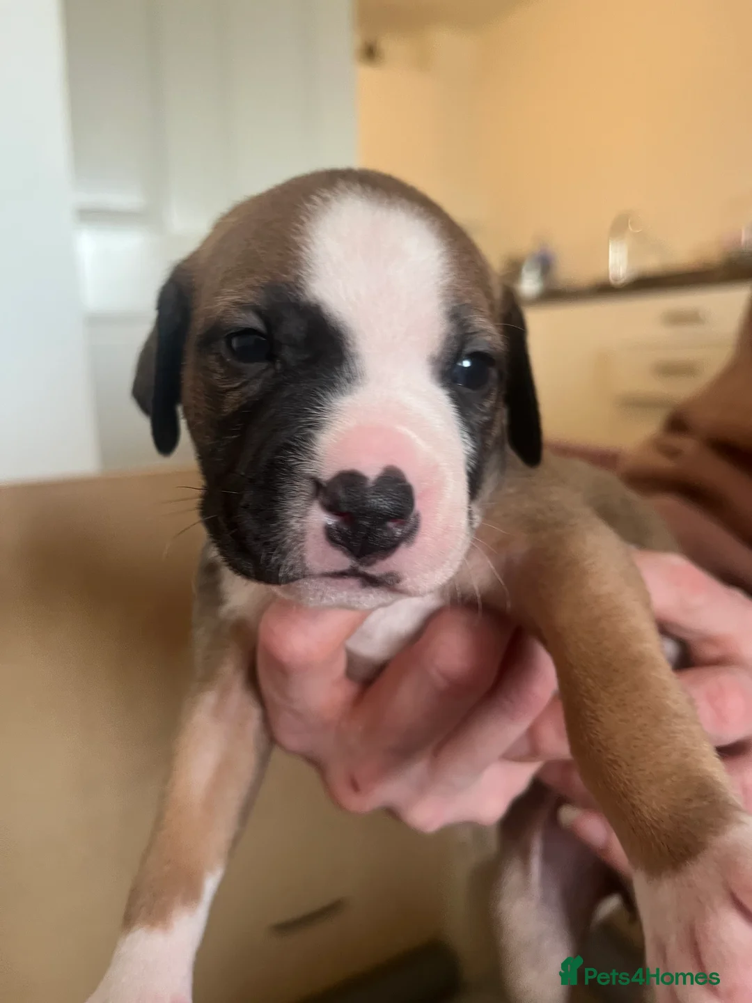 Mixed Breed dogs for sale: blue staff cross american bulldog  - Advert 5