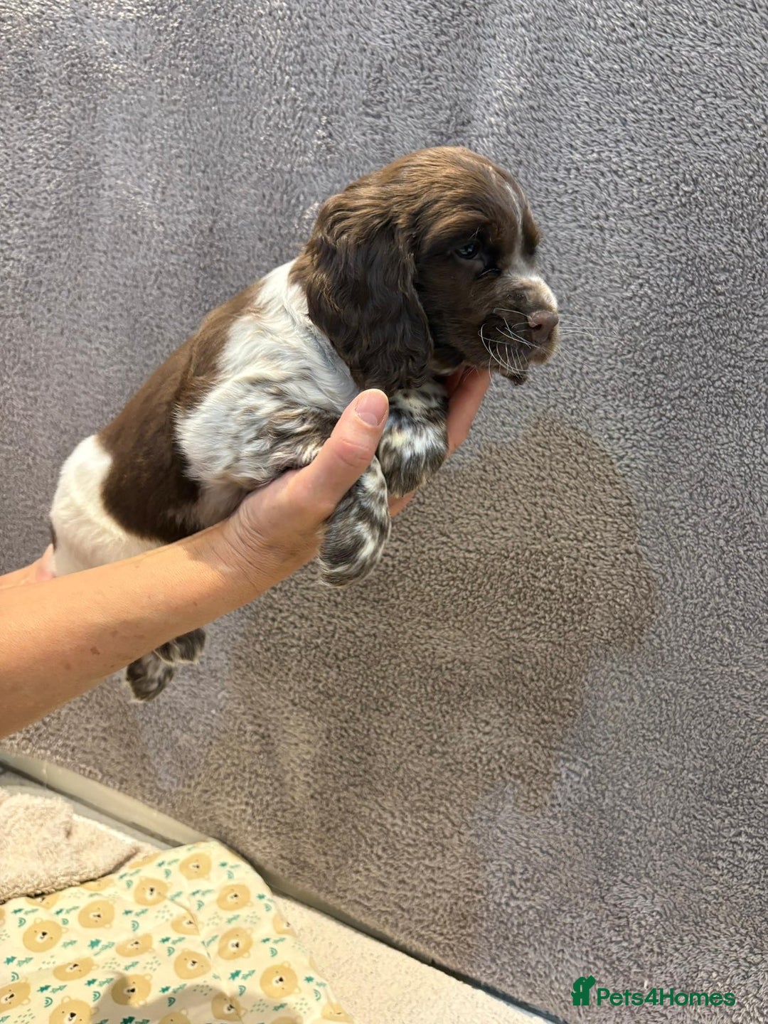 Cocker Spaniel dogs for sale: Pedigree show kc parents DNA health tested    - Advert 14