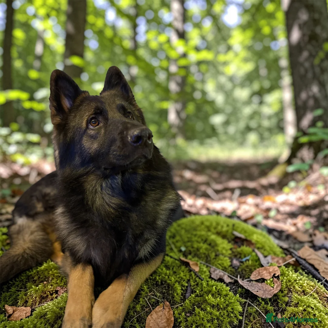 German Shepherd dogs for stud: PROVEN German shepherd for stud  - Advert 2