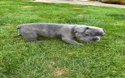 French Bulldog dogs for sale: Gorgeous French Bulldog Puppies. - Image 15