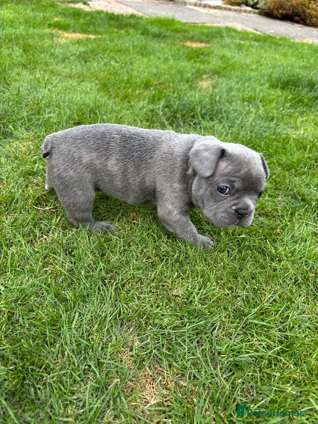 French Bulldog dogs for sale: Gorgeous French Bulldog Puppies. - Image 15