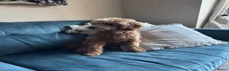 Australian Labradoodle dogs for sale: Australian Cavapoo  - Advert 1