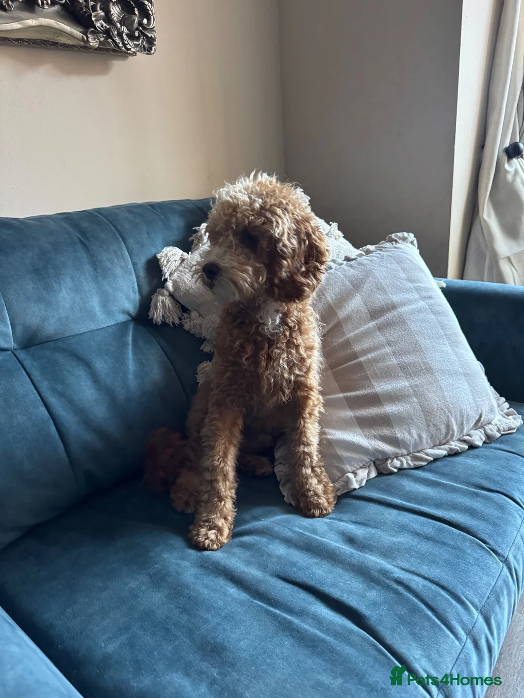 Australian Labradoodle dogs for sale: Australian Cavapoo  - Advert 1