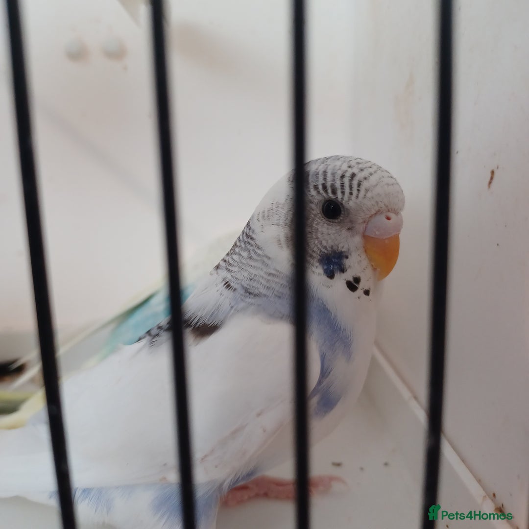 Budgerigars birds for sale: Budgies for sale  - Image 3