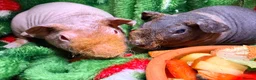Guinea Pig rodents for sale: Skinny Pig Babies Boy & Girls - Advert 10