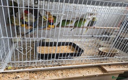 Parakeets birds for sale: Baby budgies - Image 3