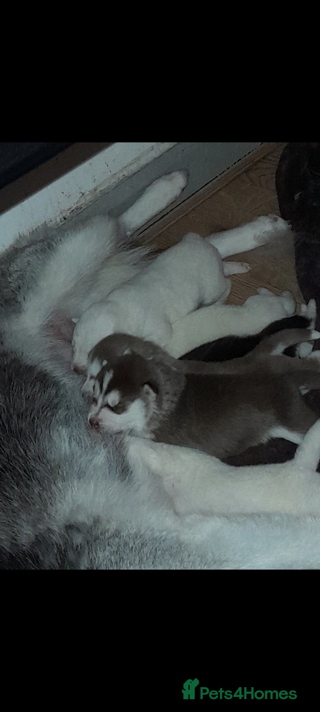 Siberian Husky dogs for stud: Nero  - Advert 4