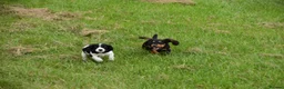 Cocker Spaniel dogs for sale: Mixed colour litter of working cockers  - Advert 13