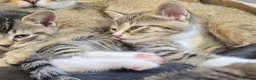 Scottish Fold cats for sale: ❤️READY TO GO: SCOTTISH STRAIGHT/FOLD KITTENS❤️ - Advert 5