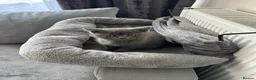 British Shorthair cats for sale: British Shorthair  - Advert 9