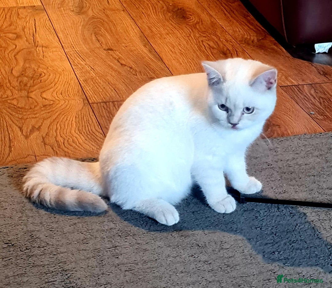British Shorthair cats for sale: British shorthair female - Image 2