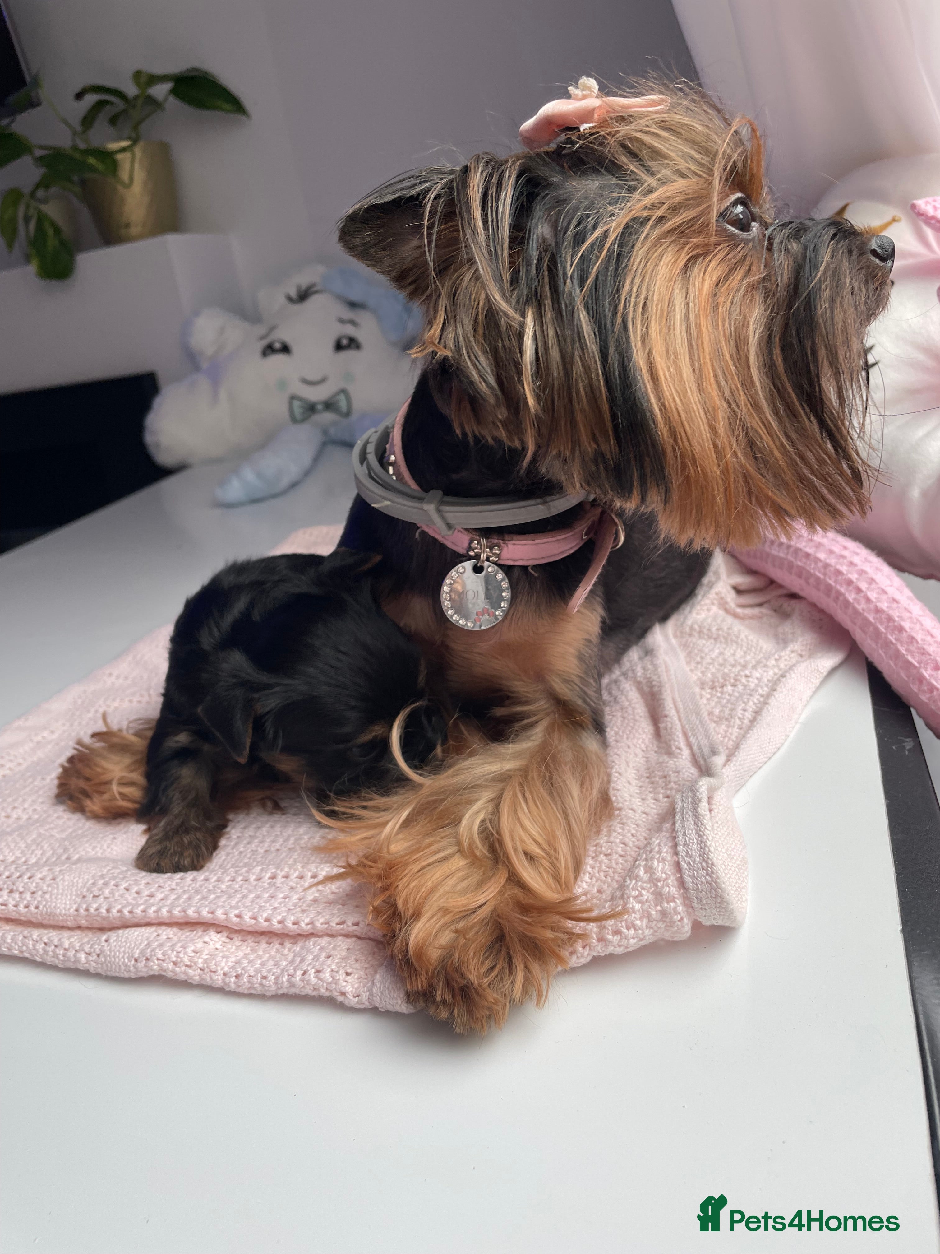 Yorkshire Terrier dogs only one puppy left pure breed yorkshire terrier  - Advert 15