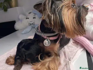 Yorkshire Terrier dogs only one puppy left pure breed yorkshire terrier - Advert 15