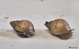 Snails invertebrates for sale: Giant Land Snail Babies - Image 10