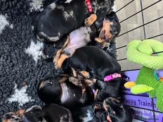 Miniature Dachshund dogs - Advert 1