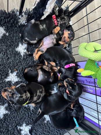 Miniature Dachshund dogs - Advert 7