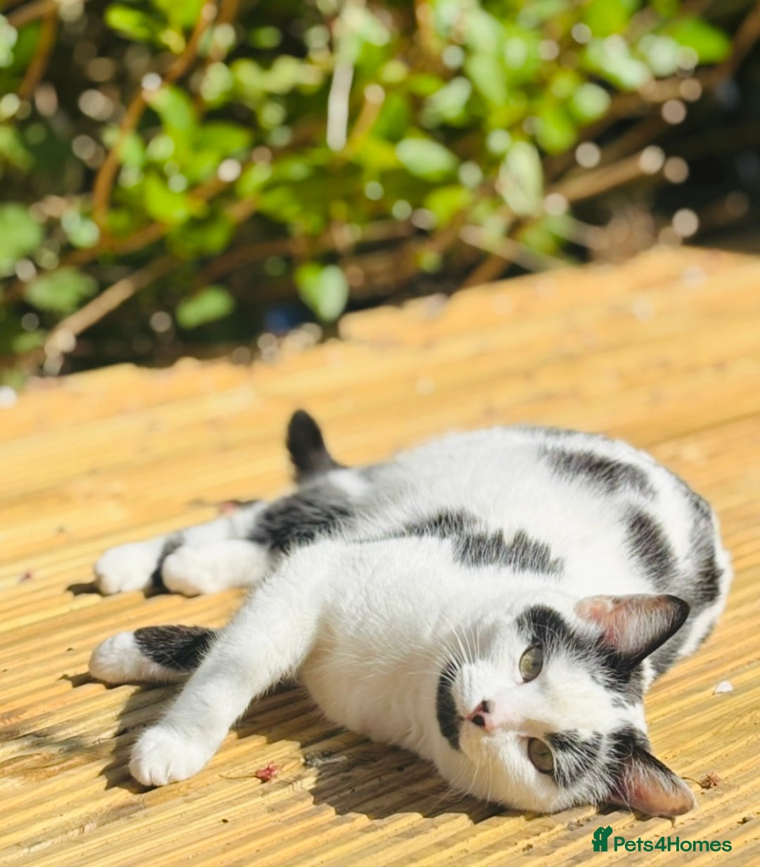 Mixed Breed cats for sale: kitten  - Image 6