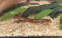 Corn Snake reptiles for sale: Two corn snakes for sale  - Image 5