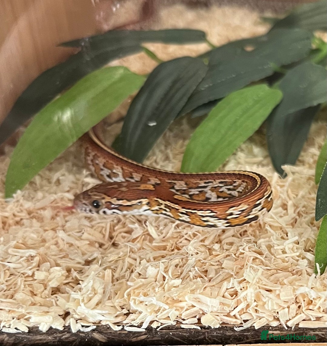 Corn Snake reptiles for sale: Two corn snakes for sale  - Image 5